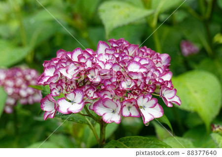 Purple hydrangea Purple hydrangea 88377640