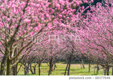 舊宅邸中的古河桃花節桃林 88377646