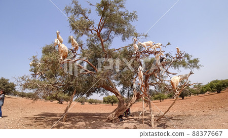 Moroccan Argan Tree Goat Moroccan Argan Tree Goat 88377667