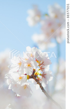 Healing of cherry blossoms Healing of cherry blossoms 88377831