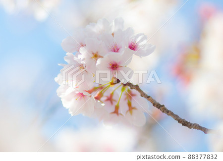 Healing of cherry blossoms Healing of cherry blossoms 88377832