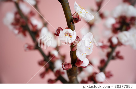 Apricot blossom in spring on a pink background. Template for postcards, greeting cards, garden and nature magazines. 88377893
