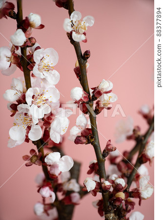 Apricot blossom in spring on a pink background. Template for postcards, greeting cards, garden and nature magazines. 88377894