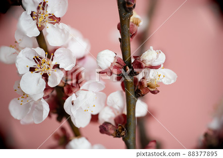 Apricot blossom in spring on a pink background. Template for postcards, greeting cards, garden and nature magazines. 88377895