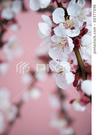 Apricot blossom in spring on a pink background. Template for postcards, greeting cards, garden and nature magazines. 88377896