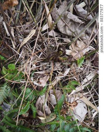 山味禪麥食用野生植物春山 山味禪麥食用野生植物春山 88377977