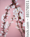 Apricot blossom in spring on a pink background. Template for postcards, greeting cards, garden and nature magazines. 88378051