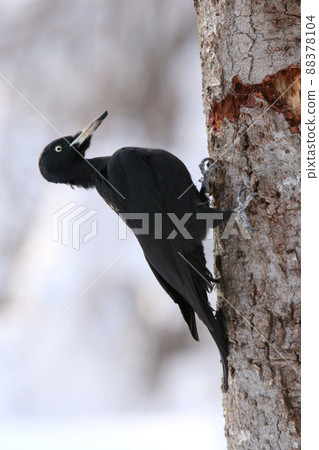 黑啄木鳥, 黑啄木鳥, 啄木鳥, 北海道野鳥 88378104