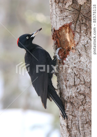 Black Woodpecker, Black Woodpecker, Woodpecker, Hokkaido Wild Bird 88378118