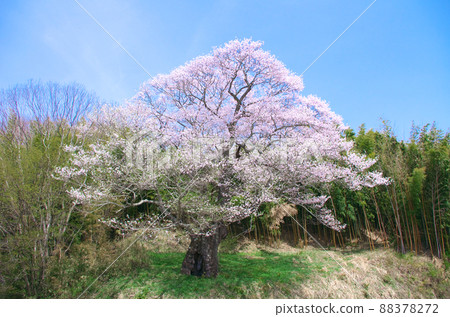 一棵櫻花樹-南成田的大櫻花樹 (2012) 88378272