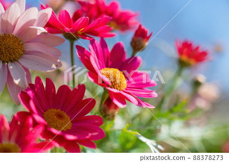 Pink and red margaret Pink and red margaret 88378273