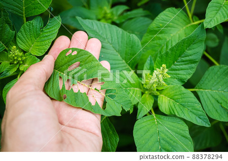 On the gardener's hands are green amaranth leaves, gnawed marks of pests. Insects have eaten the leaves in the garden, causing damage. Thorny Amaranthus (Amaranthus blitum subsp. oleraceus costea) 88378294