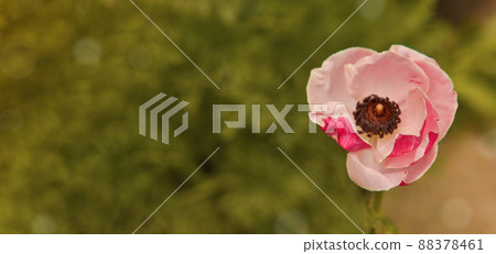 Pink flower. Abstract summer banner with pink flower. Copy space Pink flower. Abstract summer banner with pink flower. Copy space 88378461