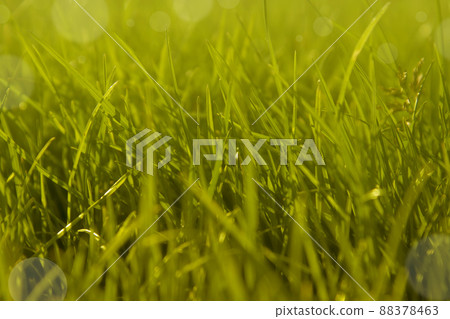 Summer green grass background. Abstract outdoor grass, selective focus Summer green grass background. Abstract outdoor grass, selective focus 88378463