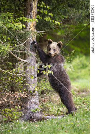 Young brown bear leaning on tree in vertical shot in summer Young brown bear leaning on tree in vertical shot in summer 88378505