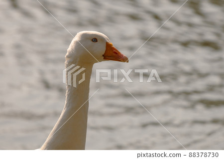 Emden goose on a sunny day. Portrait of a beautiful domestic white goose. Emden goose on a sunny day. Portrait of a beautiful domestic white goose. 88378730