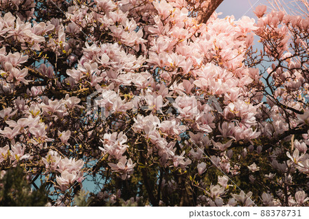 Beautiful flowers of purple blooming magnolia. Spring bloom magnolia trees. Springtime Beautiful flowers of purple blooming magnolia. Spring bloom magnolia trees. Springtime 88378731
