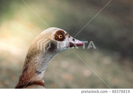 The head of nile goose on a sunny day. Portrait of a beautiful Egyptian goose. 88378819