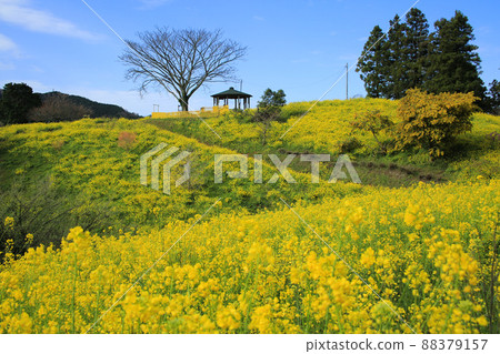 愛媛縣伊予市犬寄峠的黃山 88379157