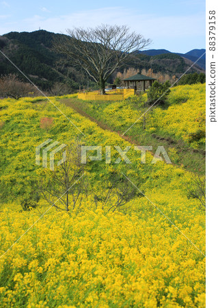 愛媛縣伊予市犬寄峠的黃山 88379158