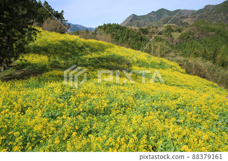 愛媛縣伊予市犬寄峠的黃山 88379161
