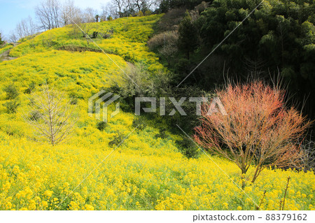愛媛縣伊予市犬寄峠的黃山 88379162