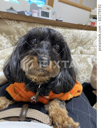 Doggy's temporary Doggy's temporary 88379592