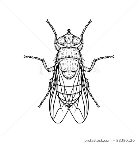 Fly. Vector illustration in graphic style isolated on white background. 88380120