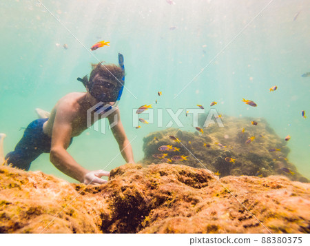 young men snorkeling exploring underwater coral reef landscape background in the deep blue ocean with colorful fish and marine life 88380375