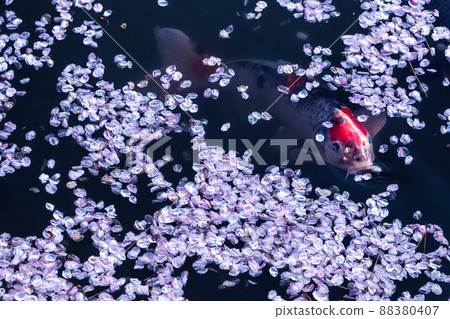 櫻花和鯉魚 櫻花和鯉魚 88380407