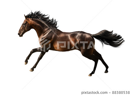 Brown horse galloping isolated on white background Brown horse galloping isolated on white background 88380538