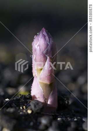 Asparagus sprout with water droplets Asparagus sprout with water droplets 88380878