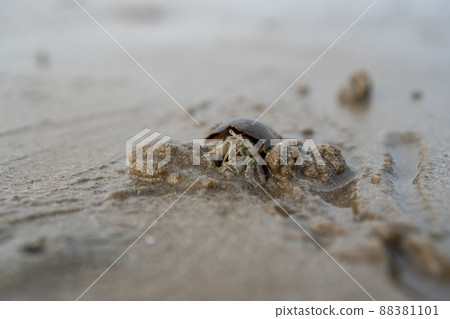 Hermit crabs live on the sand by the sea. Hermit crabs digging sand to bury themselves to hide from predators.. 88381101
