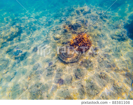 Many fish, anemonsand sea creatures, plants and corals under water near the seabed with sand and stones in blue and purple colors seascapes, views, sea life Many fish, anemonsand sea creatures, plants and corals under water near the seabed with sand and stones in blue and purple colors seascapes, views, sea life 88381108