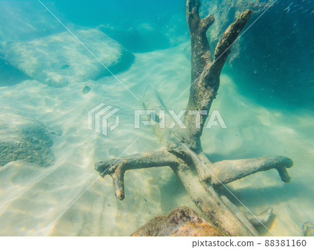 Many fish, anemonsand sea creatures, plants and corals under water near the seabed with sand and stones in blue and purple colors seascapes, views, sea life 88381160