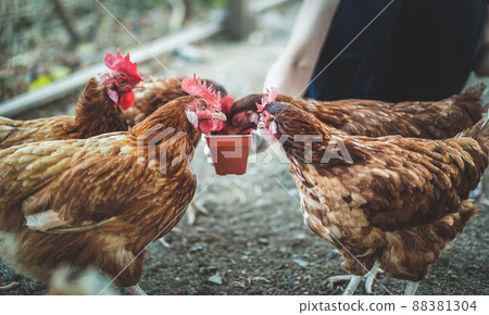 Close up shot of chickens eating food in the farm. 88381304