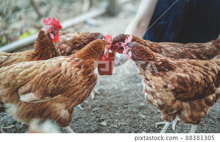 Close up shot of chickens eating food in the farm. 88381305