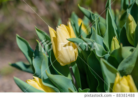 Yellow tulip 88381488