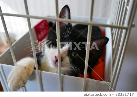 Bored kitten in a cage Bored kitten in a cage 88381717