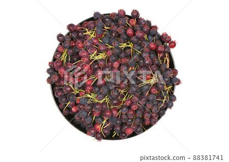 Berries of amelanchier or chuckley pear in a bowl. High resolution photo. 88381741
