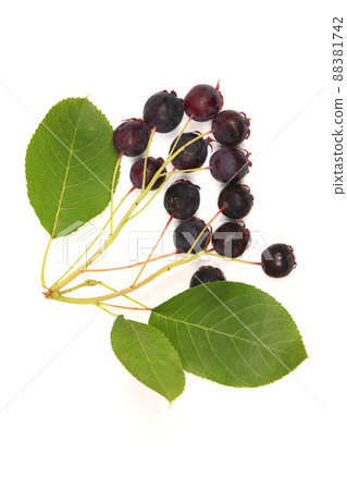 Berries of amelanchier or chuckley pear. High resolution photo. Berries of amelanchier or chuckley pear. High resolution photo. 88381742