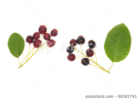 Berries of amelanchier or chuckley pear. High resolution photo. Berries of amelanchier or chuckley pear. High resolution photo. 88381743