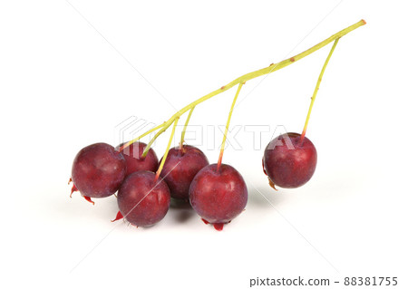 Berries of amelanchier or chuckley pear. High resolution photo. Berries of amelanchier or chuckley pear. High resolution photo. 88381755