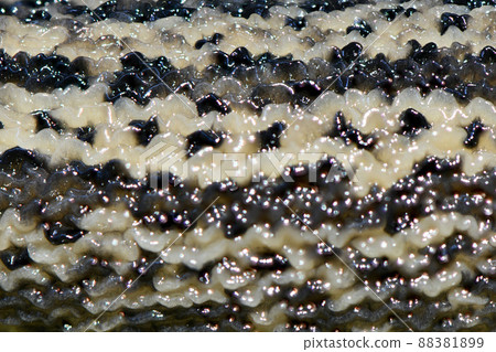 Close-up photo of leopard slug 88381899