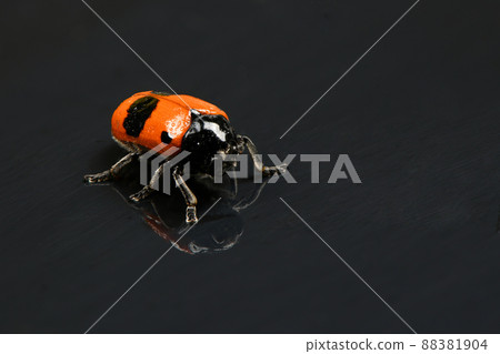 The Burying beetle (Nicrophorus vespilloides) The Burying beetle (Nicrophorus vespilloides) 88381904