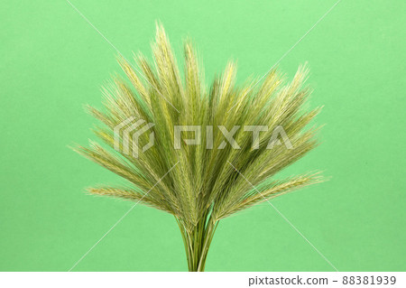 Bunch of spikelets of grass. Bunch of green grass Isolated on green background. 88381939