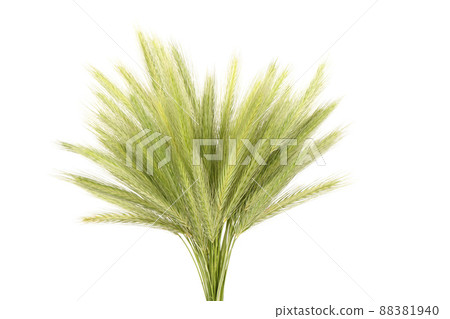Bunch of spikelets of grass. Bunch of green grass Isolated on white background. Bunch of spikelets of grass. Bunch of green grass Isolated on white background. 88381940