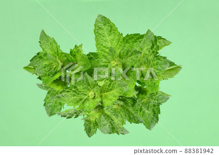 Fresh green mint leaves isolated on green Fresh green mint leaves isolated on green 88381942