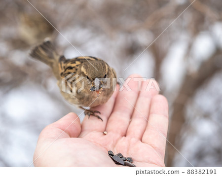 Sparrow eats seeds from a man's hand Sparrow eats seeds from a man's hand 88382191