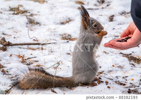 Squirrel eats nuts from a man's hand. Caring for animals in winter or autumn. Squirrel eats nuts from a man's hand. Caring for animals in winter or autumn. 88382193